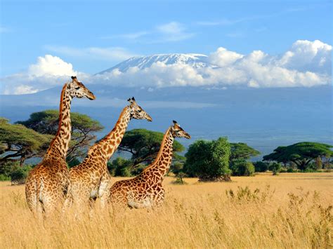 Kenya travel. Things To Know About Kenya travel. 